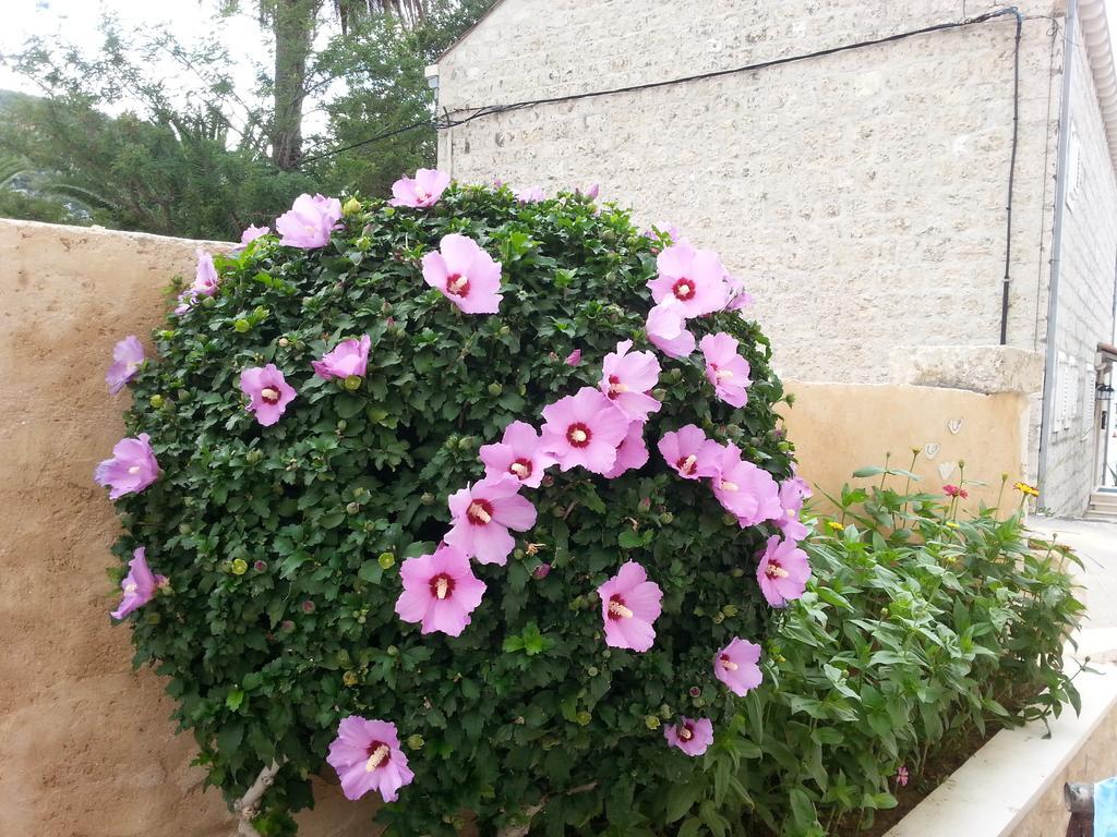 Apartment Mare S Mora Mokošica Εξωτερικό φωτογραφία